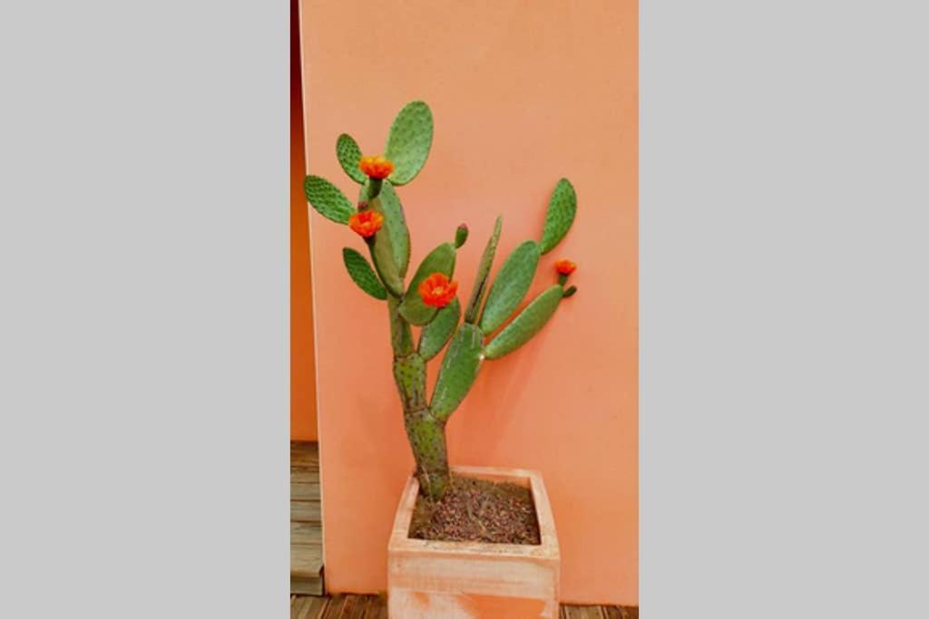 Jasmin & Jardin 1 A 2 Pers A Terra Apartment Balma
