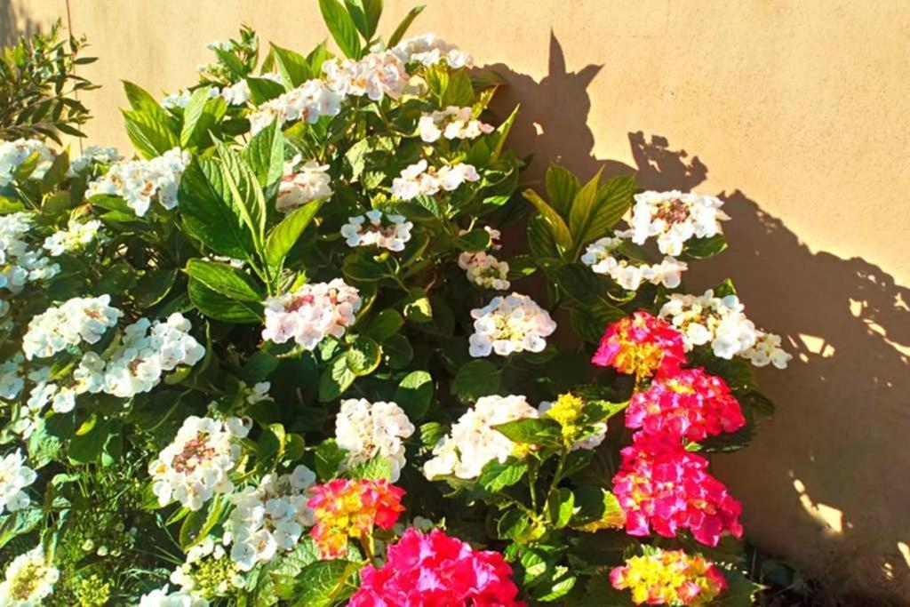 Apartment Jasmin & Jardin 1 A 2 Pers A Terra *