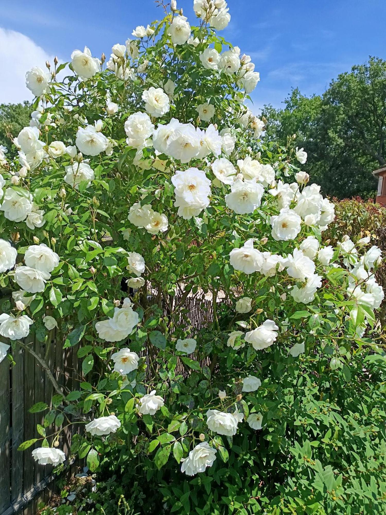 Jasmin & Jardin 1 A 2 Pers A Terra Balma